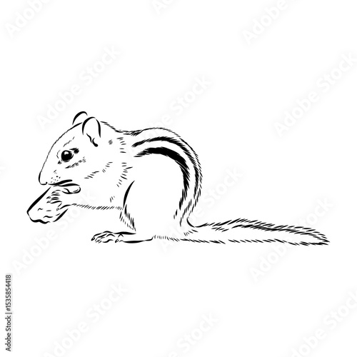 chipmunk, vector sketch