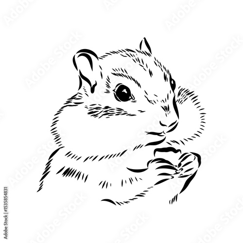 chipmunk, vector sketch