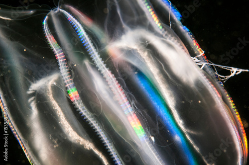 Comb jelly drifting underwater in the St. Lawrence River in Canada.