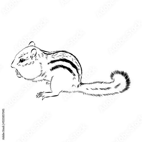 chipmunk, vector sketch