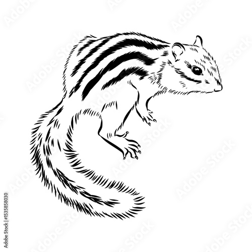 chipmunk, vector sketch