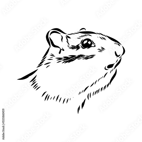 chipmunk, vector sketch