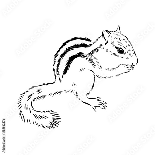 chipmunk, vector sketch