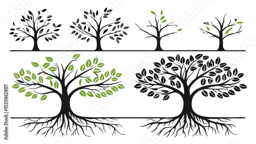 tree collection different seasons growth stages roots vector illustration black green isolated on white background.