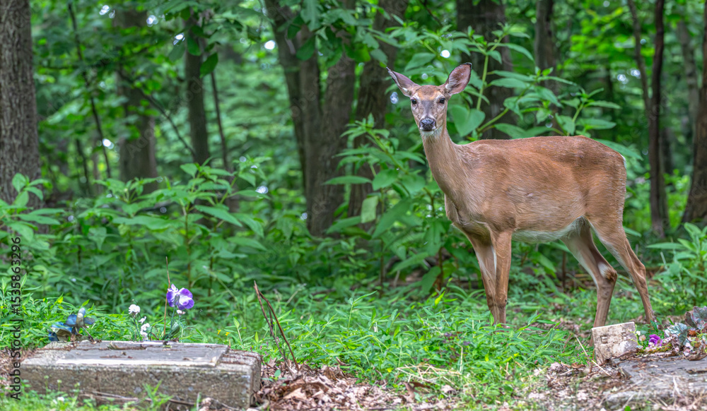 Fototapeta premium Doe standing in a cemetery.