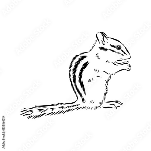 chipmunk, vector sketch