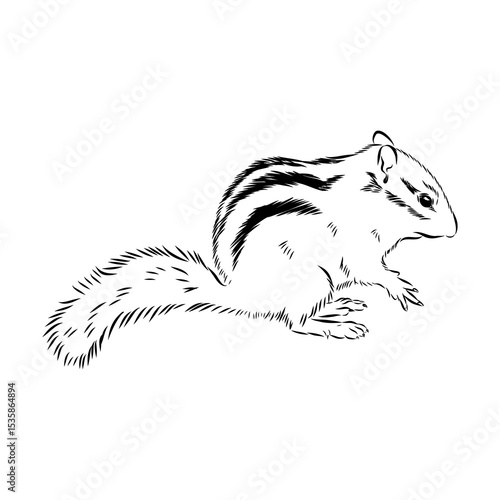 chipmunk, vector sketch