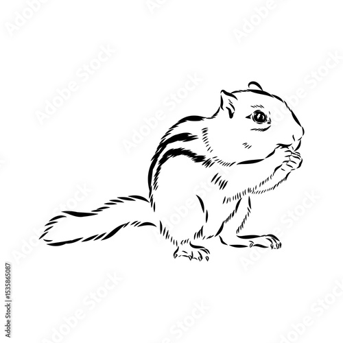 chipmunk, vector sketch