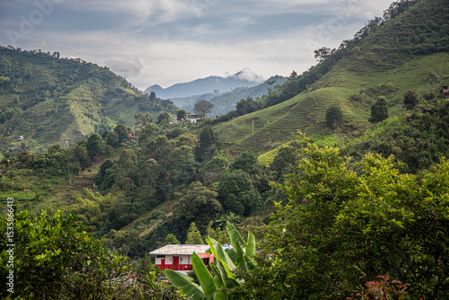 Colombian coffee,  axis of the coffee triangle