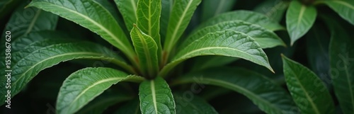 Close-up view green plant foliage nature background. Leaf texture, vibrant green shades. Top view banner, botany concept. Floral rich, summer vibes. Eco-friendly, organic design, fresh.