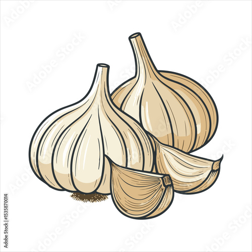 Garlic  Vector