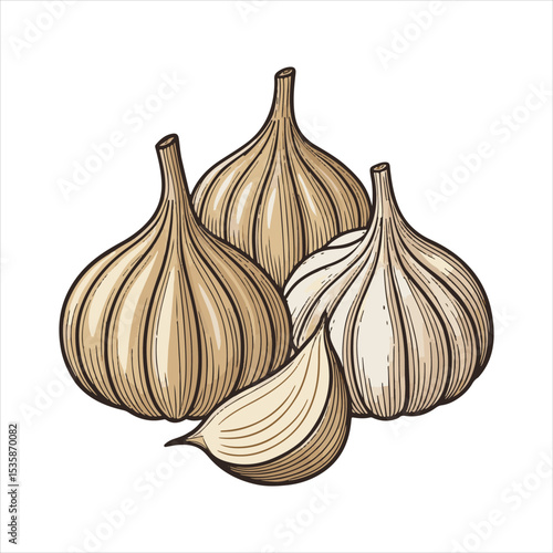 Garlic  Vector