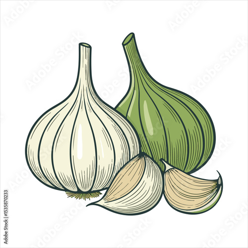 Garlic  Vector