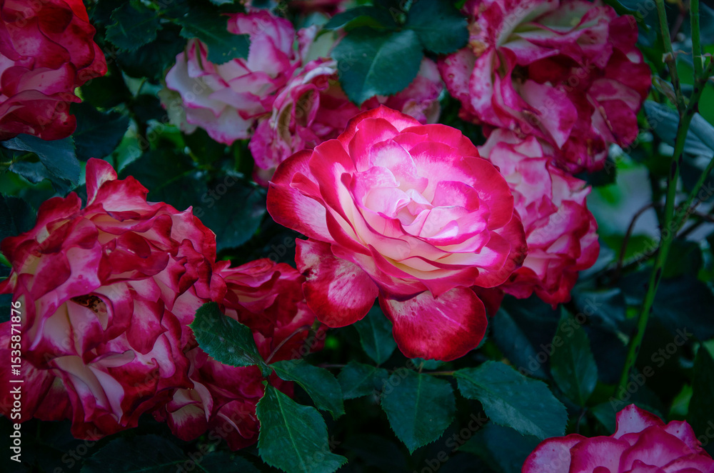Obraz premium Bright roses blooming in a botanical garden.