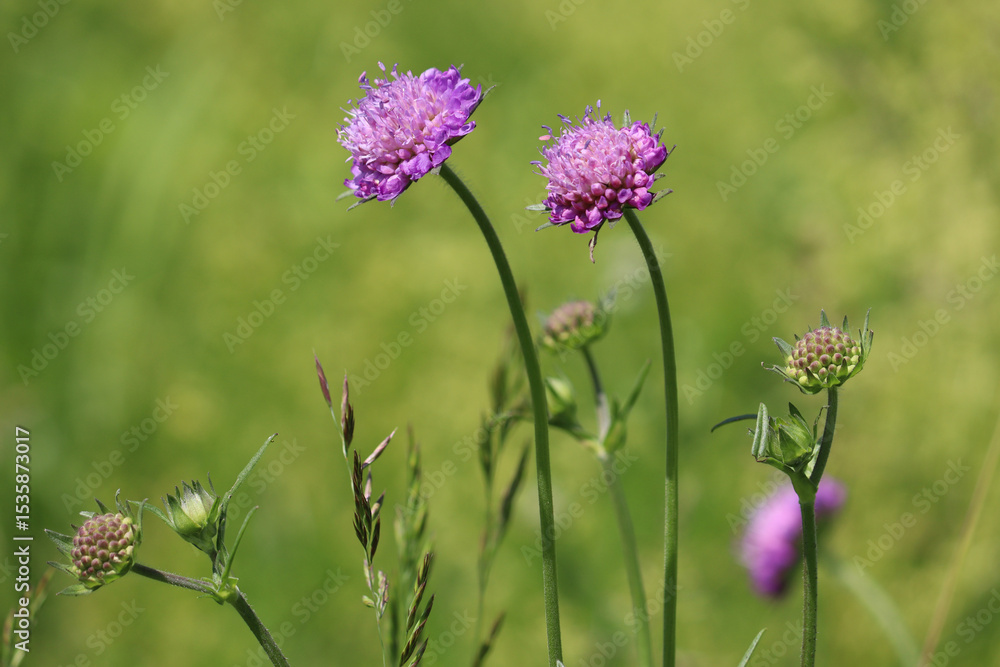 Fototapeta premium Purple flowers of Field Scabious (Knautia arvensis) in wild