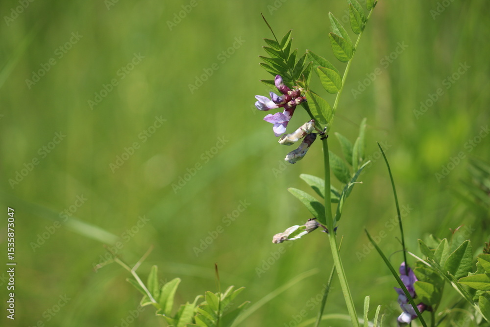 Purple flowers of Bush Vetch (Vicia sepium) in wild Purple flowers of Bush Vetch (Vicia sepium) in wild