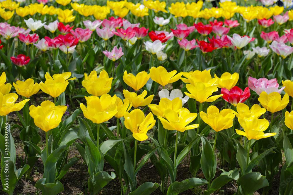 Obraz premium Field of blooming tulips under natural sunlight.