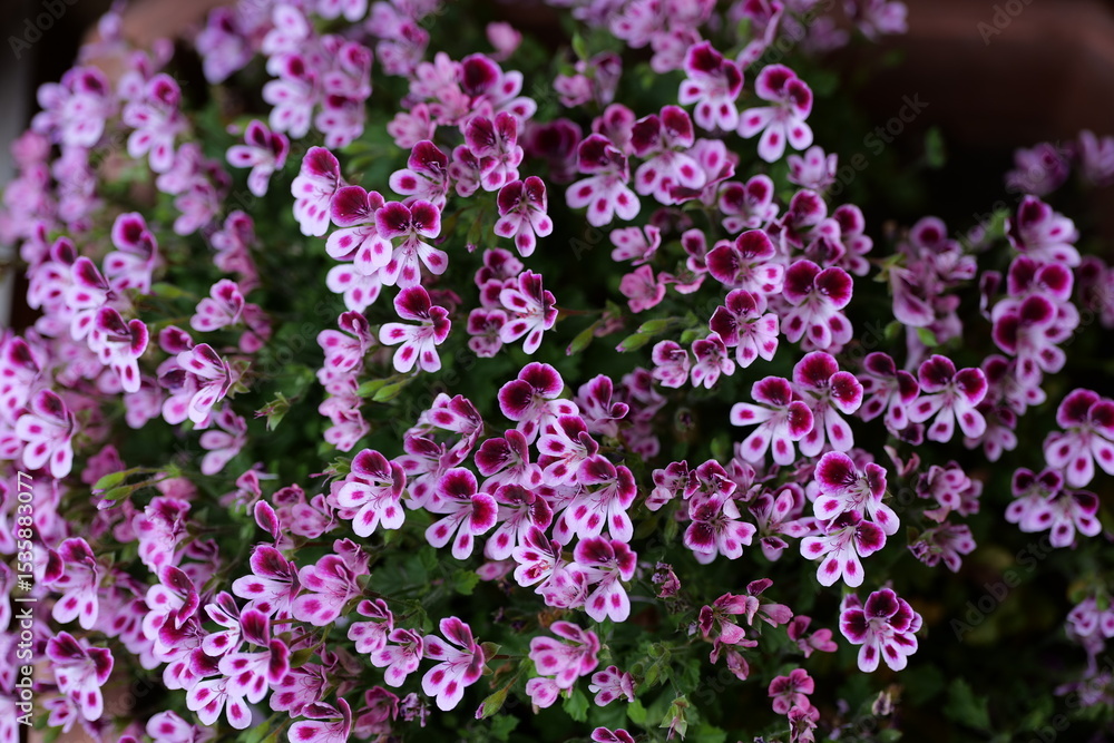 Pinke Geranie blüht im Garten Pinke Geranie blüht im Garten