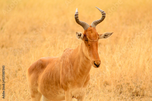 Canvas Print Hartebeest in the Savanna II