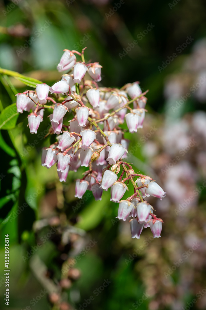 Close up of Japanese pieris (pieris japonica) flowers in bloom Close up of Japanese pieris (pieris japonica) flowers in bloom