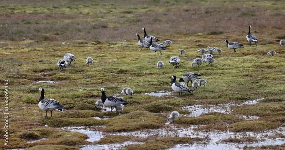 A group of barnacle geese with goslings foraging on a wet Arctic tundra in Svalbard. Family of wild birds in natural habitat during summer. Wildlife, nature, and migratory species. A group of barnacle geese with goslings foraging on a wet Arctic tundra in Svalbard. Family of wild birds in natural habitat during summer. Wildlife, nature, and migratory species.