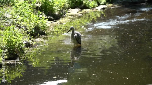 A white heron standing on a fallen log over a calm stream in a wooded area