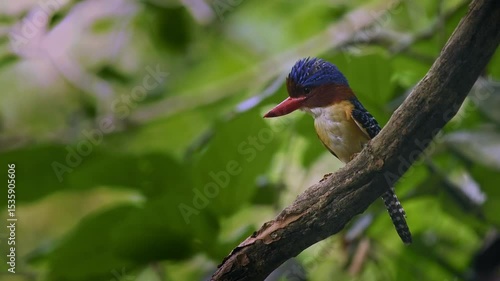Banded kingfisher - Lacedo pulchella tree kingfisher bird with the catch insects in lowland tropical forest, male displays its bright blue crown with black and blue banding on the back, flying away