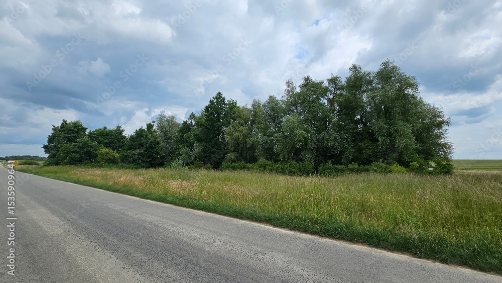 Fototapeta premium road in the forest