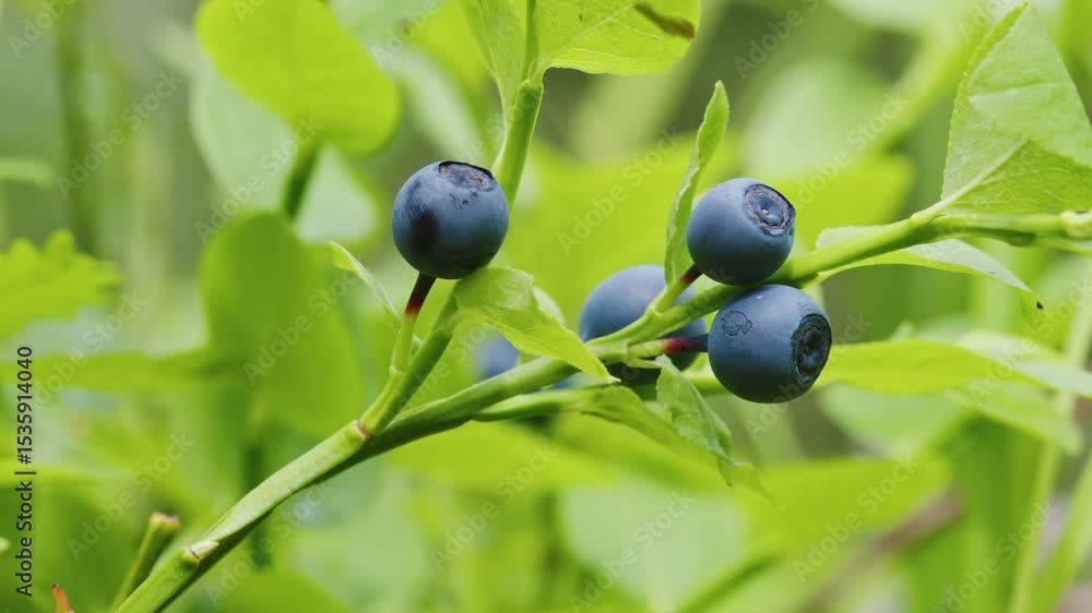 Ripe blueberries hanging on bush. Huckleberries, bilberries growing among grass in garden on forest. Branches with blue round juicy berry sway in wind. Closeup, macrophotography. Organic vegan food Ripe blueberries hanging on bush. Huckleberries, bilberries growing among grass in garden on forest. Branches with blue round juicy berry sway in wind. Closeup, macrophotography. Organic vegan food