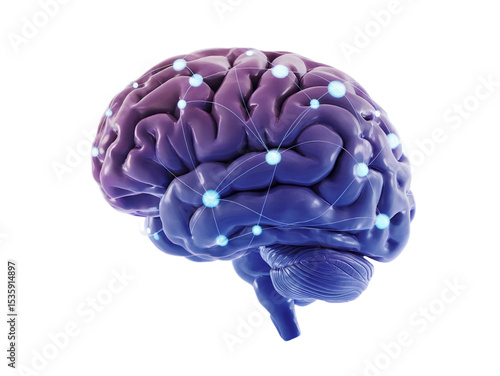 Human brain anatomy detailed 3d model neural network mind blue on transparent background