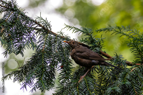 Photography Male Common Blackbird (Turdus merula) in Phoenix Park, Dublin – widespread acros