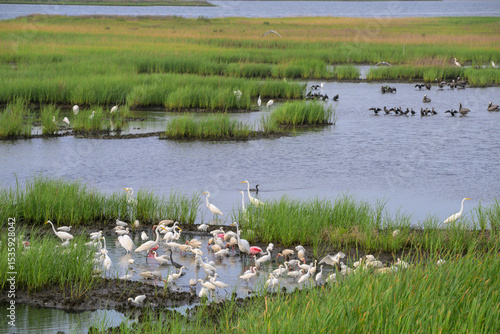 Multiple different shorebirds foraging on fish trapped by low tide in a shallow coastal lagoon, Galveston, Texas, USA.