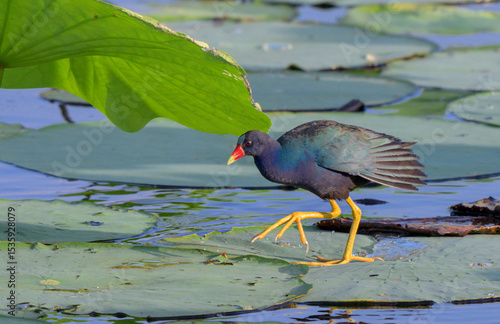 Photography Purple gallinule (Porphyrio martinica) walking on lotus leaves floating in a lake, Harris county, Houston area, Texas, USA