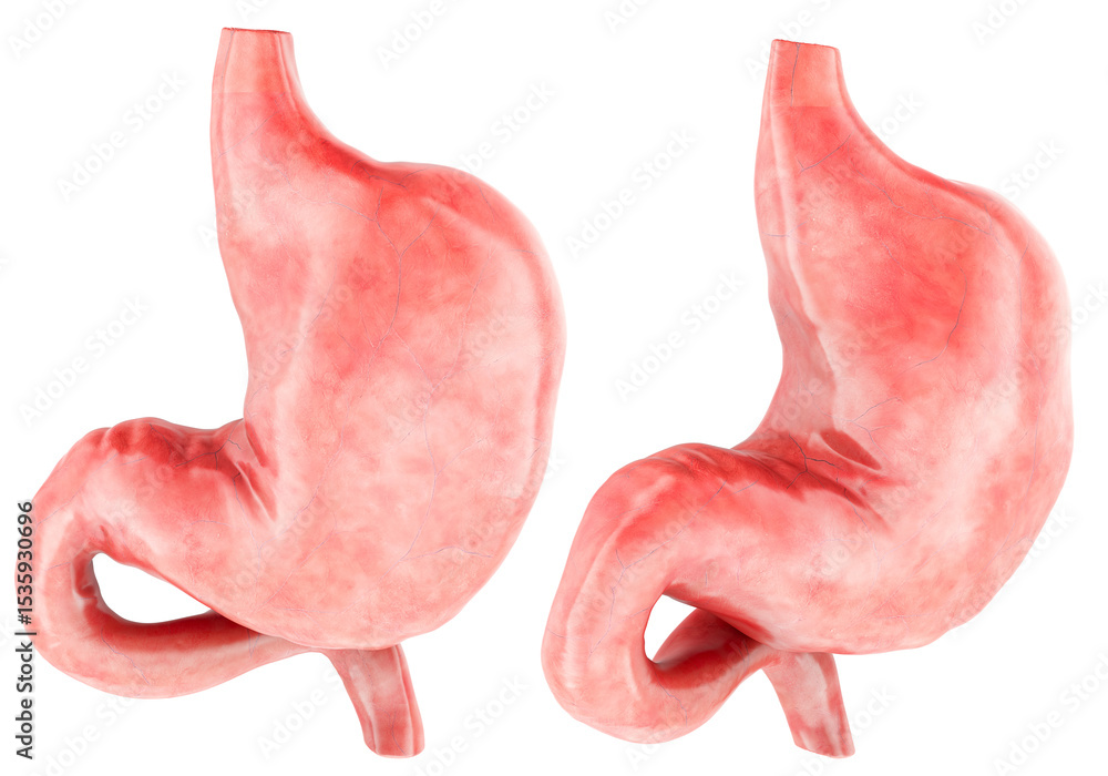 Fototapeta premium Stomach 3d model, two angles. 3D rendering isolated on transparent background
