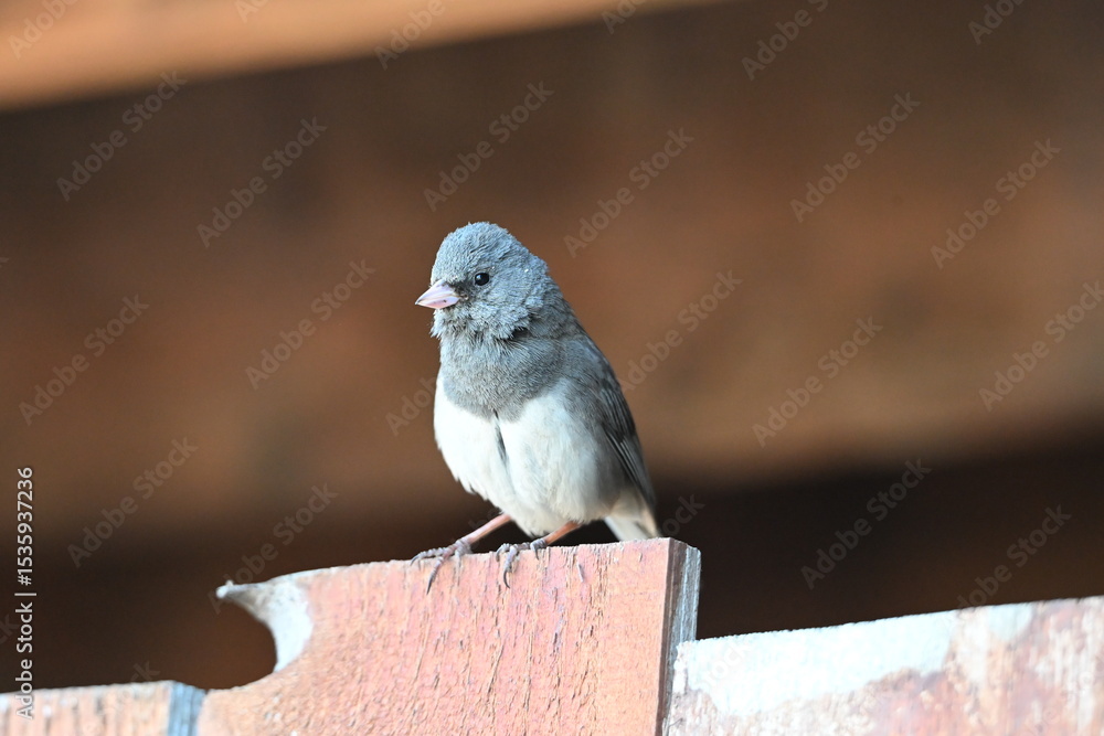 Fototapeta premium Cute Junco Sitting on a Fence