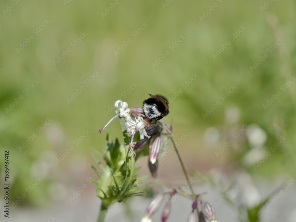 Fototapeta premium The buff-tailed bumblebee or large earth bumblebee (Bombus terrestris) on a flower. Sweden