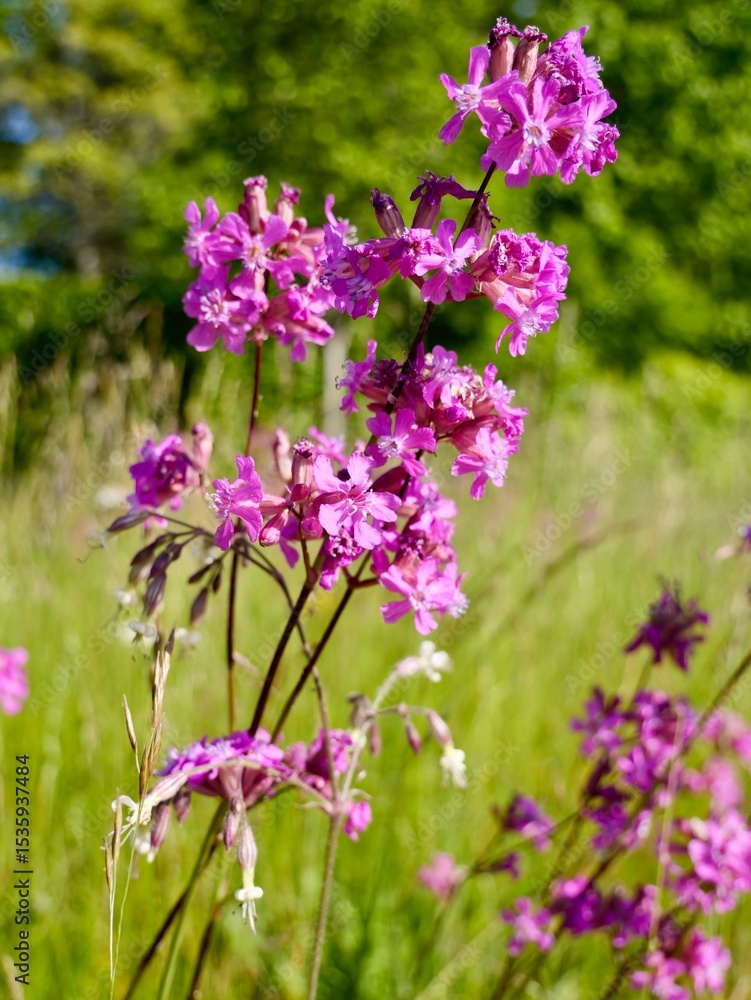 Obraz premium Flowers of the sticky catchfly (Viscaria vulgaris) or clammy campion, is a flowering plant in the family Caryophyllaceae. Sweden