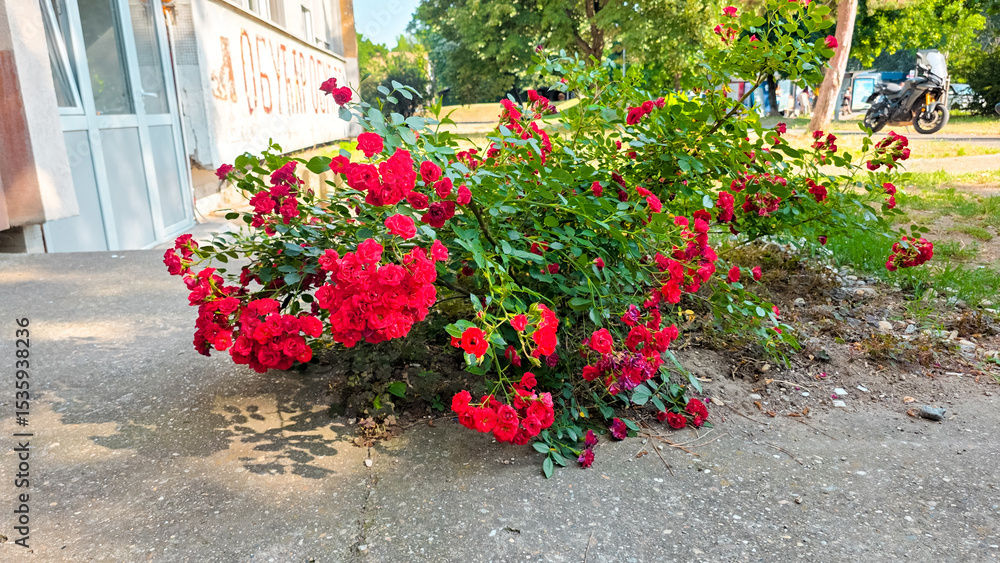 Obraz premium Blooming red roses on a garden bush with lush green leaves, natural sunlight and shallow depth of field, romantic floral scene, summer garden mood, vivid petals and natural textures.