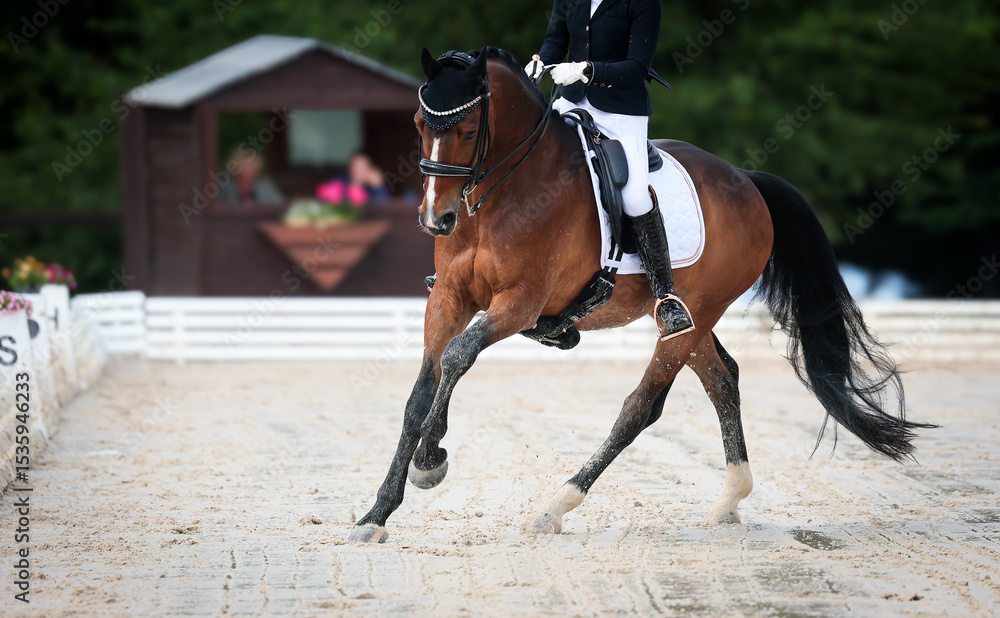 Obraz premium Dressage horse dressage riding dressage tournament close-ups impressions.