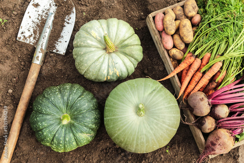 Wallpaper Mural Organic seasonal vegetables in wooden box, harvesting, farming. Harvest of fresh carrot, beetroot, pumpkin and potato in garden in sunlight close up top view Torontodigital.ca