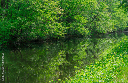 spring river bank in forest