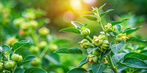 High above ground level green ashwagandha plant growing in a garden with lush green foliage and vibrant flowers , plants