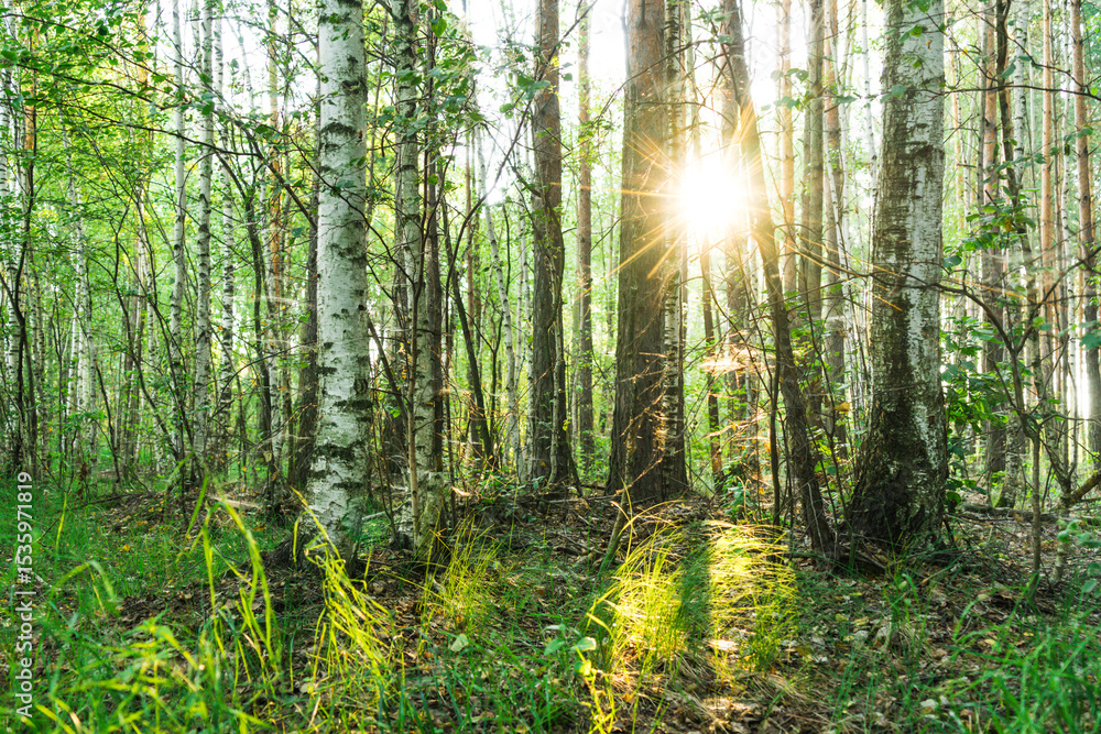 Obraz premium sun rays in forest