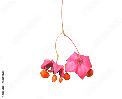 Fruits of wahoo (Euonymus maximowicziana)