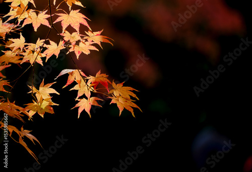 穏やかな秋の陽射しを浴びて輝く紅葉の葉