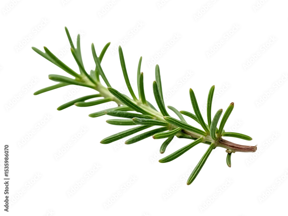 Fototapeta premium Realistic fresh rosemary sprigs, isolated on white background,raw,green,nature