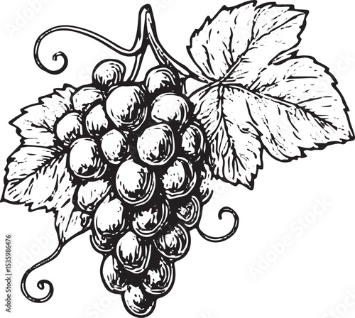 Detailed vintage drawing of grape clusters with leaves, symbolizing the heart of vineyards, showcasing freshness and the natural beauty of winemaking agriculture