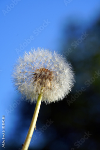 Wallpaper Mural dandelion seed head Torontodigital.ca