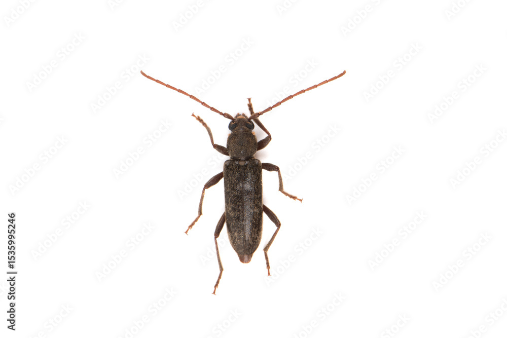 Naklejka premium The beetle isolated on white background