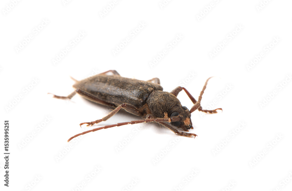 The beetle isolated on white background The beetle isolated on white background